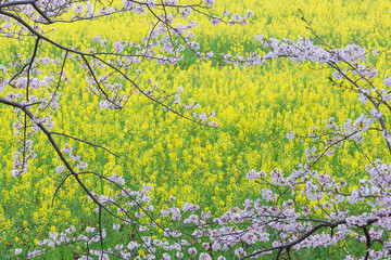 ソメイヨシノと菜の花畑