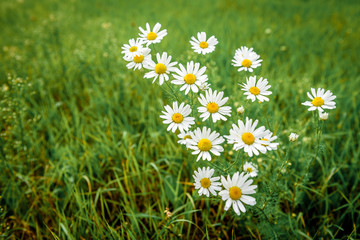 Fototapeta premium Chamomile growing in field.