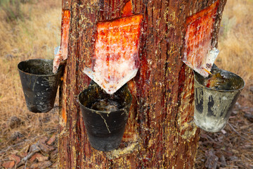 Extraction of resin in pines, Natural Park at sunny day