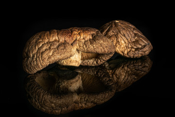 Group of two whole dry mushroom shiitake isolated on black glass