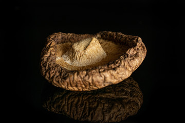 One whole dry mushroom shiitake closeup isolated on black glass