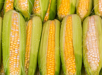 Fresh White and Yellow Corn in a market