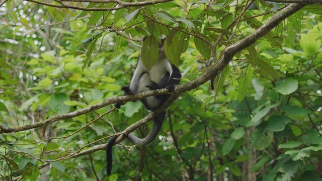 Low angle view of monkey climbing tree branch and jumping / Grand Etang National Park, Grenada