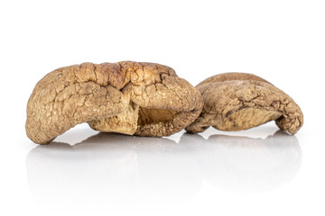 Group of two whole brown dry mushroom shiitake isolated on white background