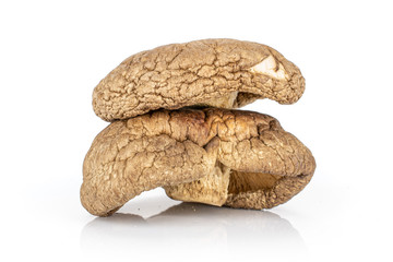 Group of two whole dry mushroom shiitake isolated on white background