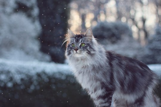 cat in the snow