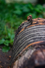 Tree trunk and tree bark close-up