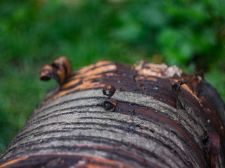 Tree trunk and tree bark close-up