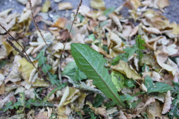 Nature
