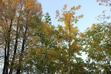 Nature