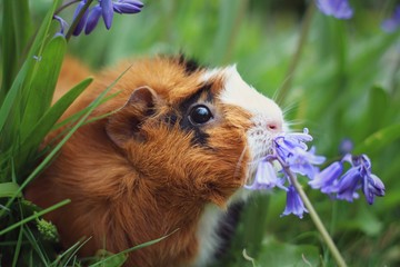 guinea pig in bluebells