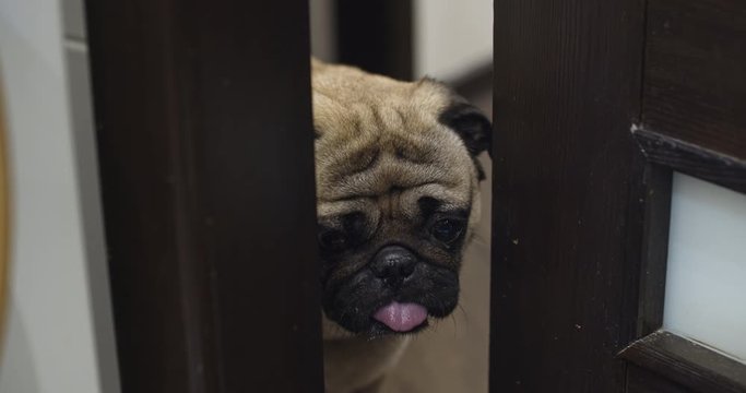 Funny, curious pug dog peeping through the door slit. Peering, peeking through a crack in the door. Intrested to its owner