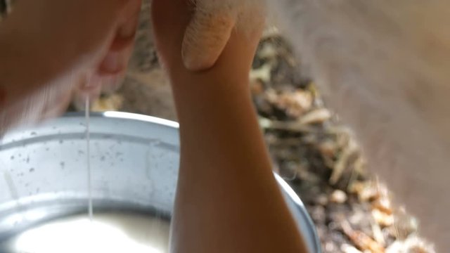 The milkmaid milks the cow by hand. Female hands squeeze the udder of a cow in the pasture. Fresh milk with froth flows into an iron bucket. Milking in the yard