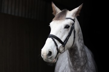 portrait of a grey horse