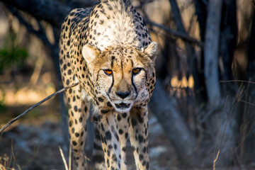 close-up of a walking and alerted, concentrated cheetah during a safari trip in Africa
