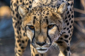 close-up of a walking and alerted, concentrated cheetah during a safari trip in Africa