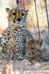 Mother cheetah with kitten, lying on the ground, behind a fence