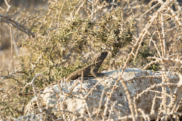 Agama Gardun or Stellion. Lizard on the stone