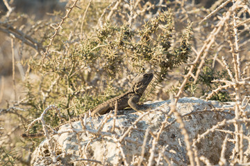 Agama Gardun or Stellion. Lizard on the stone