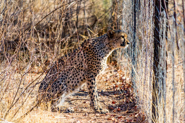 Alerted cheetah sitting behind a fence