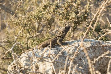 Agama Gardun or Stellion. Lizard on the stone