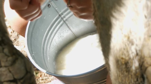 The milkmaid milks the cow by hand. Female hands squeeze the udder of a cow in the pasture. Fresh milk with froth flows into an iron bucket. Milking in the yard