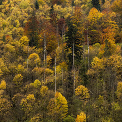 Scenic view of trees at mountainside during autumn