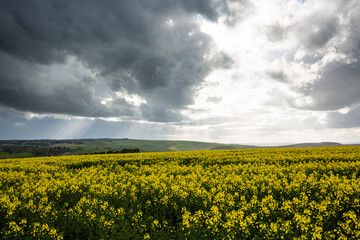 Obraz premium Canola Fields Under Stormy Sky