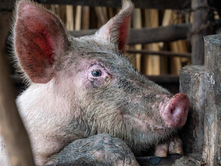 Schwein im Stall