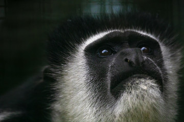 Colobus angolensis ritratto in primo piano di scimmia bianca e nera che guarda in alto