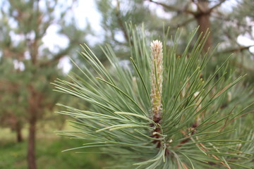 Close up plant