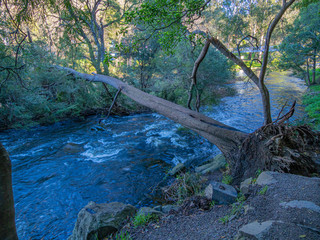 Tree Across River