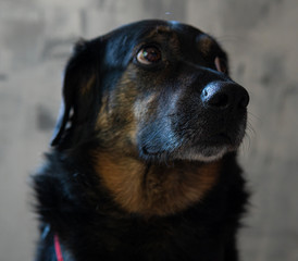 Mixed Dog with a funny look on his face