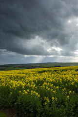 Obraz premium Canola Fields Under Stormy Sky