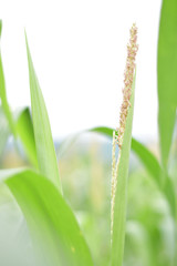 Corn flower on the farm