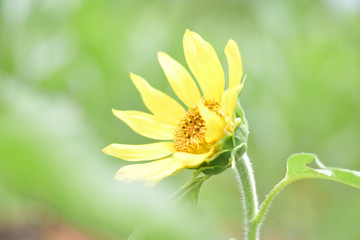 Sunflower blooming bright yellow