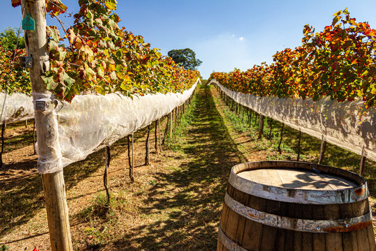 Parreira com uva cabernet no outono