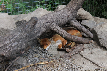  Fox in an animal shelter
