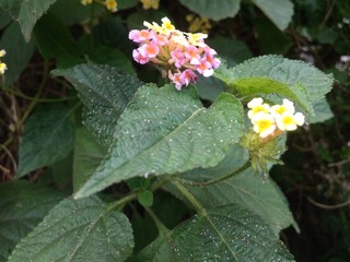 Beautiful flower in the garden