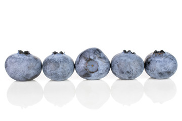 Group of five whole fresh blue bilberry in row isolated on white background