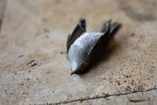 Dead bird lying on his back on the floor
