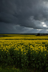 Canola Fields Under Stormy Sky