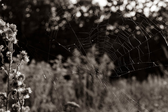 Spider web between plants, Old spider web, black and white  photo