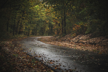 Road through moody autumn forest