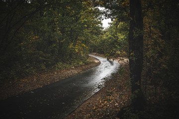 Fototapeta na wymiar Road through moody autumn forest