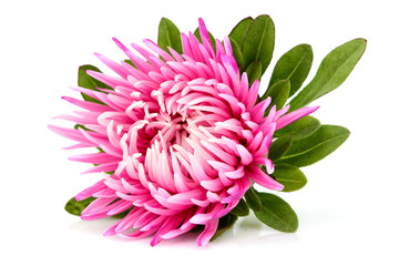 Pink aster flower isolated.