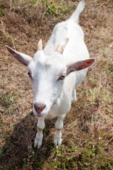 Obraz premium Cute young white goat with horns