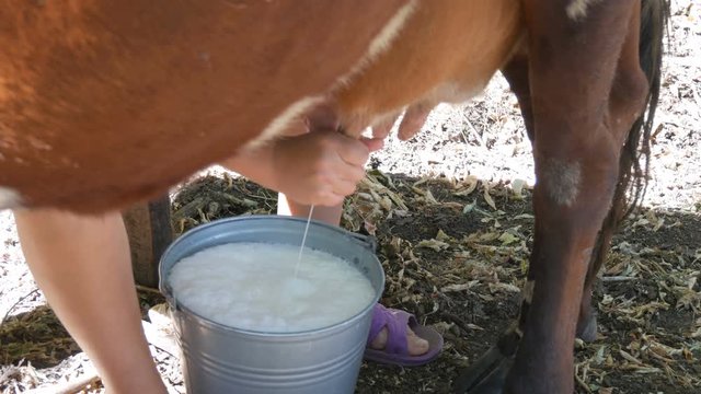 The milkmaid milks the cow by hand. Female hands squeeze the udder of a cow in the pasture. Fresh milk with froth flows into an iron bucket. Milking in the yard