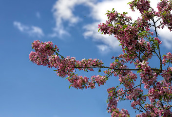 flowers of tree in spring