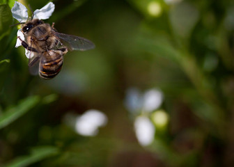 Bee on a flower with copy space